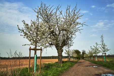 Chemin de terre et arbres fruitiers à fleurs blanches au printemps, Pologne
