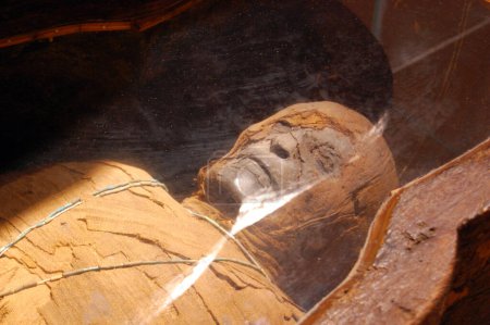 Téléchargez les photos : Corps momifié, sarcophage, musée - en image libre de droit