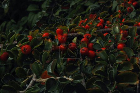 baies rouges sur un arbre - Cotoneaster horizontalis
