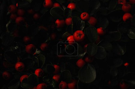 red berries on a tree - Cotoneaster horizontalis