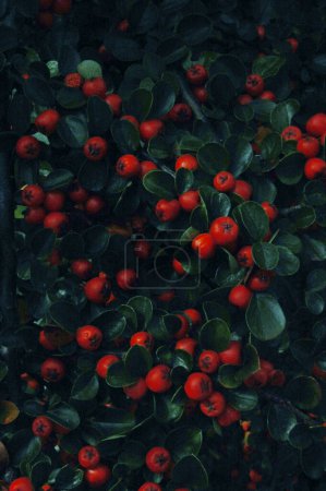 Photo for Red berries on a white background - Royalty Free Image