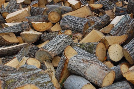 Photo for Pile of wood logs - Royalty Free Image
