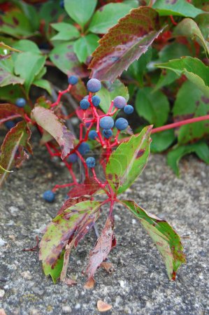 a closeup shot of blue berries - Parthenocissus quinquefolia