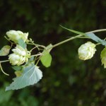 flowering hops, leaves on tree branch in summer