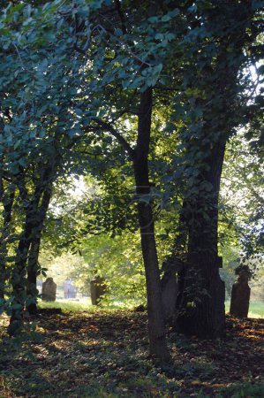 Foto de Antiguo cementerio en el bosque, paisaje rural - Imagen libre de derechos