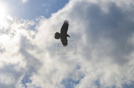 Photo for Black crow silhouette against the blue sky with clouds - Royalty Free Image