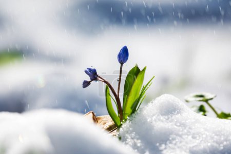 Foto de Pequeña flor primaveral creciendo a través de la nieve. Cambio de estación y concepto de primavera. Enfoque selectivo en flor - Imagen libre de derechos