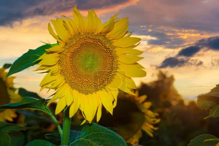 Photo for Beautiful Ukrainian sunflower with sunset sky on the baclground - Royalty Free Image
