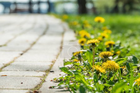 Photo for Blooming dandelion flowers on the roadside. Spring scene. Selective focus - Royalty Free Image