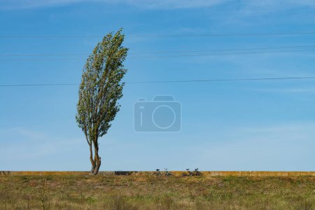 Photo for Lonely tree bent by the wind and two bikes on the dam. Minimalistic outdoor background - Royalty Free Image