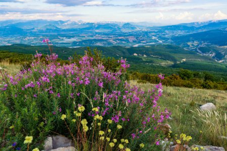 Téléchargez les photos : Floraison de fleurs sauvages sur la montagne Chabre en Provence, France. Focus sélectif sur les fleurs - en image libre de droit