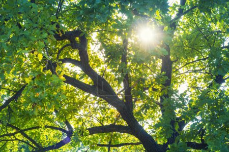 Sun shining through the leaves of oak tree. Oak tree branches
