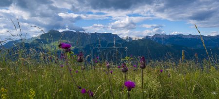 Téléchargez les photos : En-tête avec fleurs sauvages alpines violettes et chaîne de montagnes sur le fond. Vallée de la Soca, slovenia - en image libre de droit