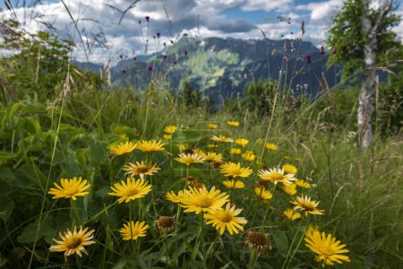 Foto de Flores alpinas amarillas en el prado alpino verde con cadena montañosa en el fondo. Entorno exterior - Imagen libre de derechos