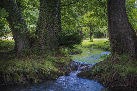Téléchargez les photos : Forêt enchantée avec petit ruisseau près du lac de Bled, Slovénie. - en image libre de droit