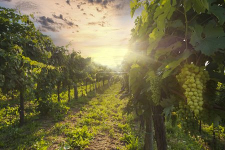 Téléchargez les photos : Mûrissement des raisins sur le vignoble au coucher du soleil. Scène de campagne dans la vallée de Vipava, Slovénie - en image libre de droit