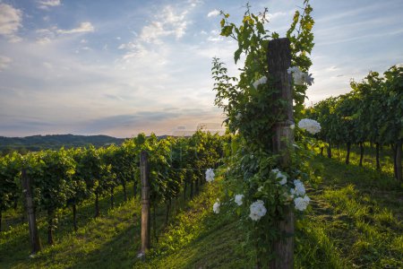 Téléchargez les photos : Vignobles pittoresques avec des fleurs roses dans la vallée de Vipava, Slovénie. Paysage rural estival - en image libre de droit