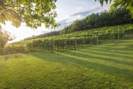 Téléchargez les photos : Vignoble pittoresque dans la vallée de Vipava, Slovénie. Région viticole traditionnelle de Slovénie - en image libre de droit