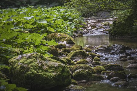 Téléchargez les photos : Gorge pittoresque de montagne avec des pierres mousseuses et des plantes vertes vives - en image libre de droit