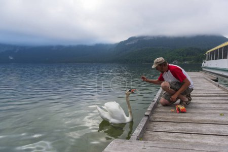 Téléchargez les photos : L'homme nourrit le cygne sur la jetée en bois sur le lac Altaussee, Autriche. - en image libre de droit