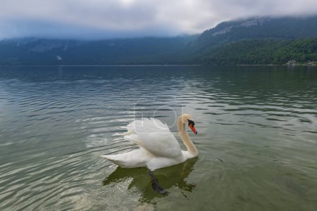 Téléchargez les photos : Beau cygne blanc dans l'eau claire du pittoresque lac alpin. Lac d'Altaussee, Autriche. - en image libre de droit