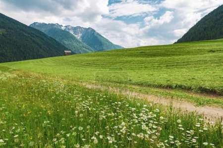 Foto de Pintoresco pasto alpino con hierba verde fresca y flores silvestres margaritas. Austria, Europa - Imagen libre de derechos