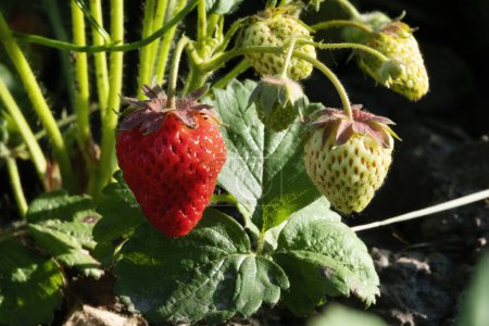 Téléchargez les photos : Culture de fraises rouges et vertes dans un jardin - en image libre de droit