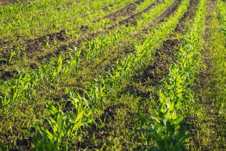 Téléchargez les photos : Beutiful champ de printemps avec des lignes de germes de maïs - en image libre de droit
