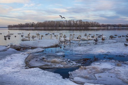 Téléchargez les photos : Troupeau d'élégants cygnes blancs flottant sur la rivière avec de la glace et de la neige à Kiev, Ukraine. - en image libre de droit