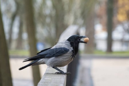 Téléchargez les photos : Corbeau dans le parc de la ville tient la noix dans le bec. Oiseau de ville commun et sa nourriture - en image libre de droit