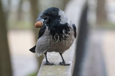Téléchargez les photos : Portrait de corbeau avec noix dans le bec. - en image libre de droit