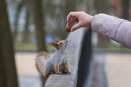 Téléchargez les photos : Drôle d'écureuil regarde la noix dans la main humaine. Nourrir les animaux dans le parc municipal - en image libre de droit