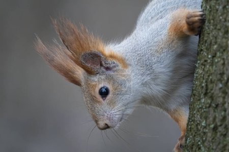 Téléchargez les photos : Gros plan portrait d'écureuil curieux. Petit rongeur drôle dans le parc de la ville - en image libre de droit