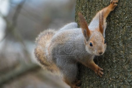 Téléchargez les photos : Curieux écureuil roux grimpant sur la branche de l'arbre. Petit rongeur dans la forêt - en image libre de droit