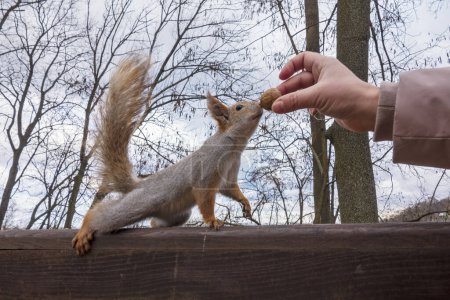 Téléchargez les photos : L'écureuil poursuit la noix dans la main humaine. Nourrir les animaux dans le parc. - en image libre de droit