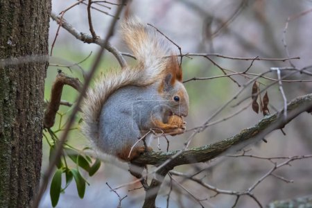 Téléchargez les photos : Écureuil roux mignon avec noix sur la branche de l'arbre - en image libre de droit