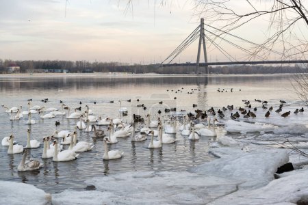 Téléchargez les photos : Troupeau de cygnes trompettes blancs sur la rivière Dnipro à Kiev, en Ukraine. Cygnes blancs flottant entre la glace et la neige en hiver - en image libre de droit
