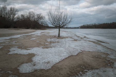 Téléchargez les photos : Photo artistique d'un arbre nu sur la rive d'une rivière avec de la glace fondante et de la neige au début du printemps. - en image libre de droit