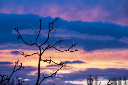 Téléchargez les photos : Des branches d'arbres au coucher du soleil. Fond coloré - en image libre de droit