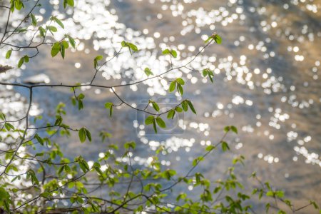 Téléchargez les photos : Feuilles de printemps vertes fraîches et l'eau scintille. Fonds printanier - en image libre de droit