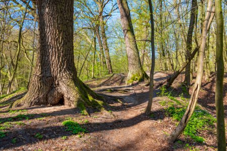 Téléchargez les photos : Forêt printanière ensoleillée avec feuilles vertes fraîches et herbe en croissance - en image libre de droit