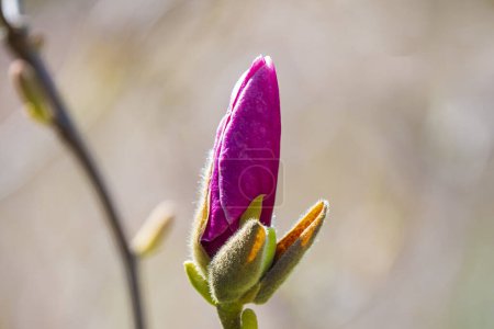 Téléchargez les photos : Grand bourgeon de fleur de magnolia rose. - en image libre de droit