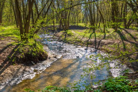 Téléchargez les photos : Cours d'eau pittoresque dans la forêt printanière verte - en image libre de droit