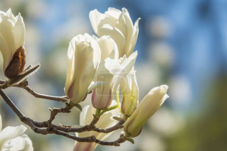 Téléchargez les photos : Fleurs de magnolia blanc en fleurs. Grandes fleurs printanières dans le jardin botanique - en image libre de droit