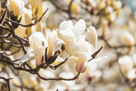 Téléchargez les photos : Fleurs blanches de magnolia en fleurs - en image libre de droit