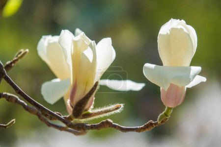Téléchargez les photos : Fleur béatifique et bourgeon de magnolia blanc. Fleurs de printemps exotiques - en image libre de droit