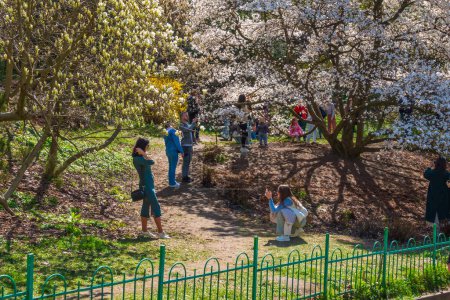 Téléchargez les photos : 2024-04-07 Kiev, Ukraine. Les gens prennent des photos des magnolias en fleurs dans le jardin botanique. Vie à Kiev - en image libre de droit