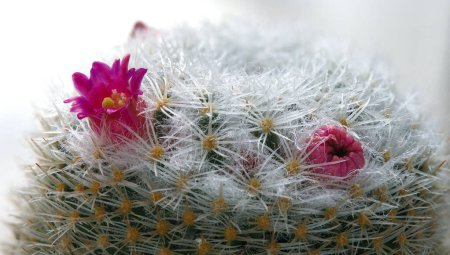 Pink flowers of Mammillaria cactus on a white background of thorns during bloom
