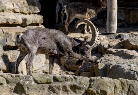 Photo for Siberian ibex (Capra sibirica), Zoological Garden, Berlin, Germany - Royalty Free Image