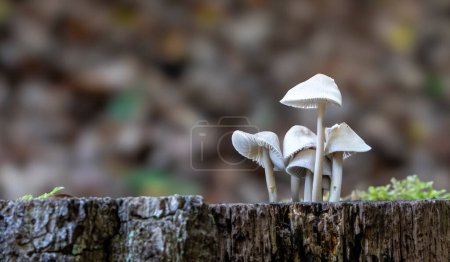 Photo for Pink-leaved Helmling (Mycena galericulata) growing on a tree trunk, Berlin, Germany - Royalty Free Image